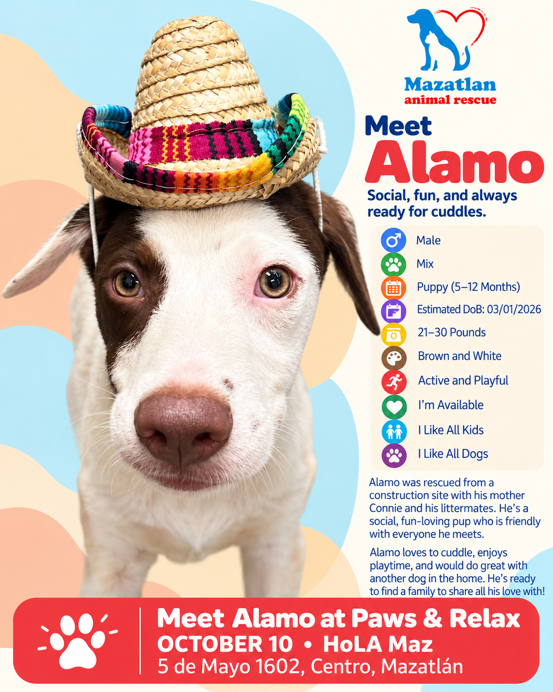 Alamo, an adoptable pet from Mazatlan Animal Rescue