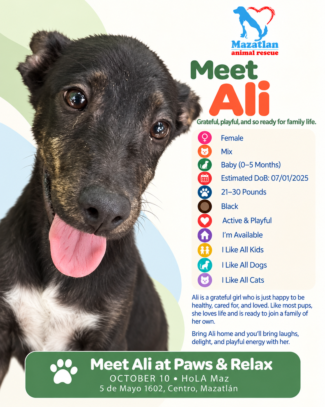 Ali, an adoptable pet from Mazatlan Animal Rescue