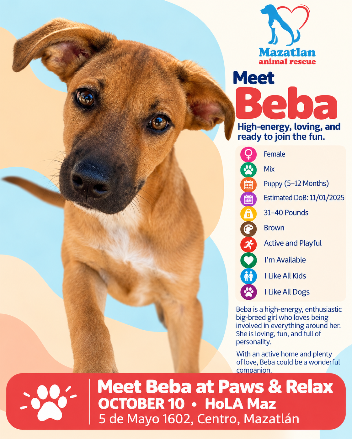 Beba, an adoptable pet from Mazatlan Animal Rescue