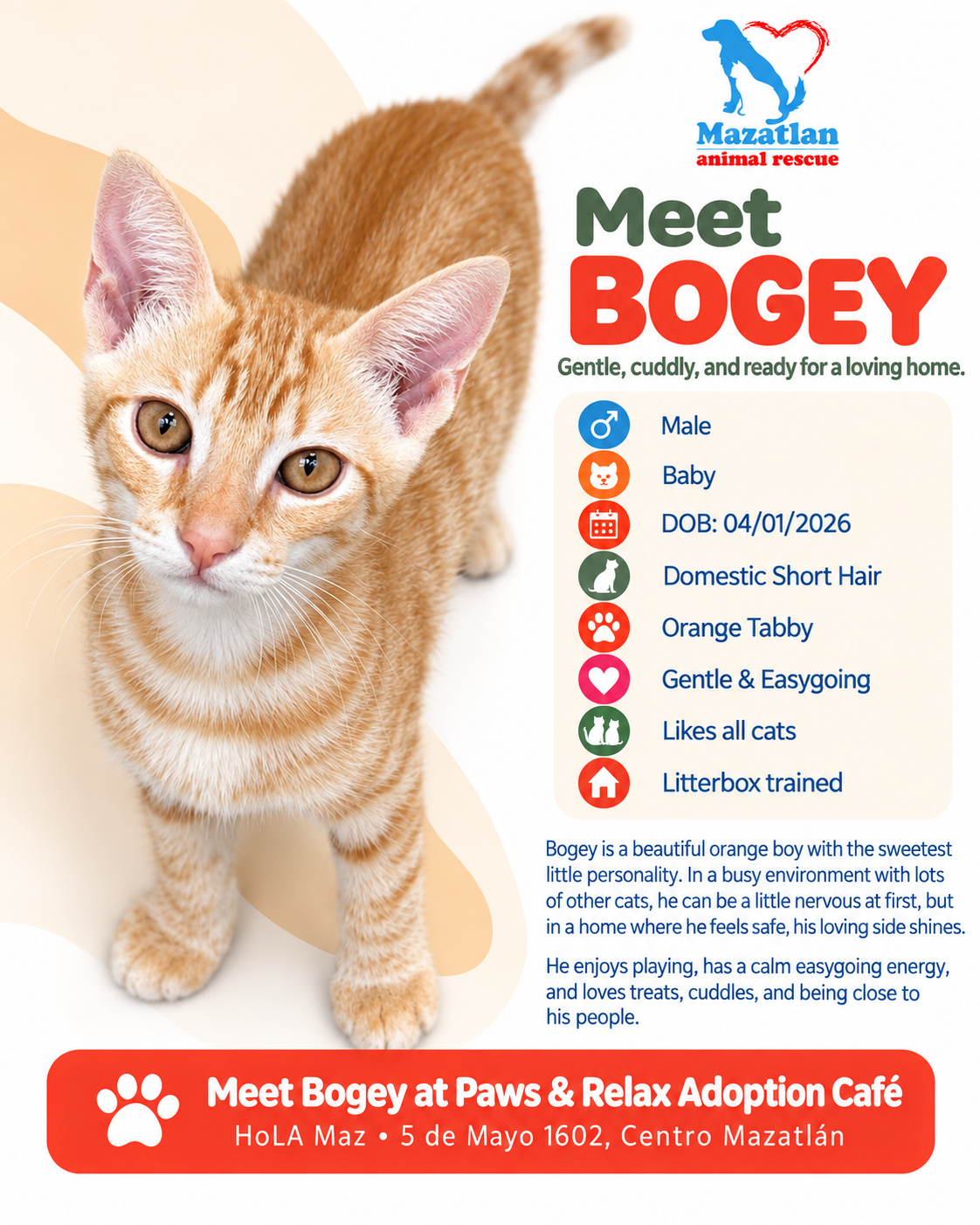 Bogey, an adoptable pet from Mazatlan Animal Rescue