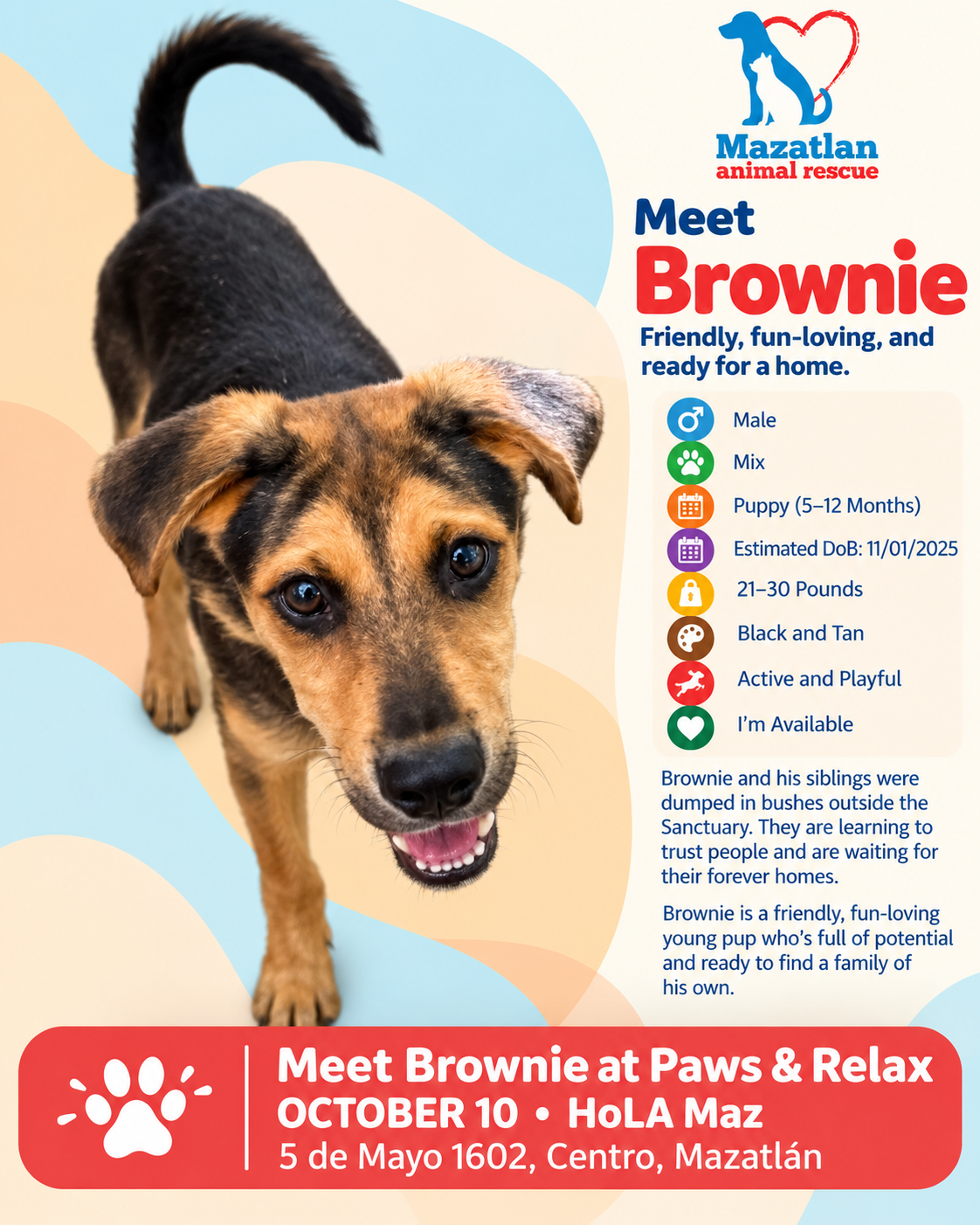 Brownie, an adoptable pet from Mazatlan Animal Rescue