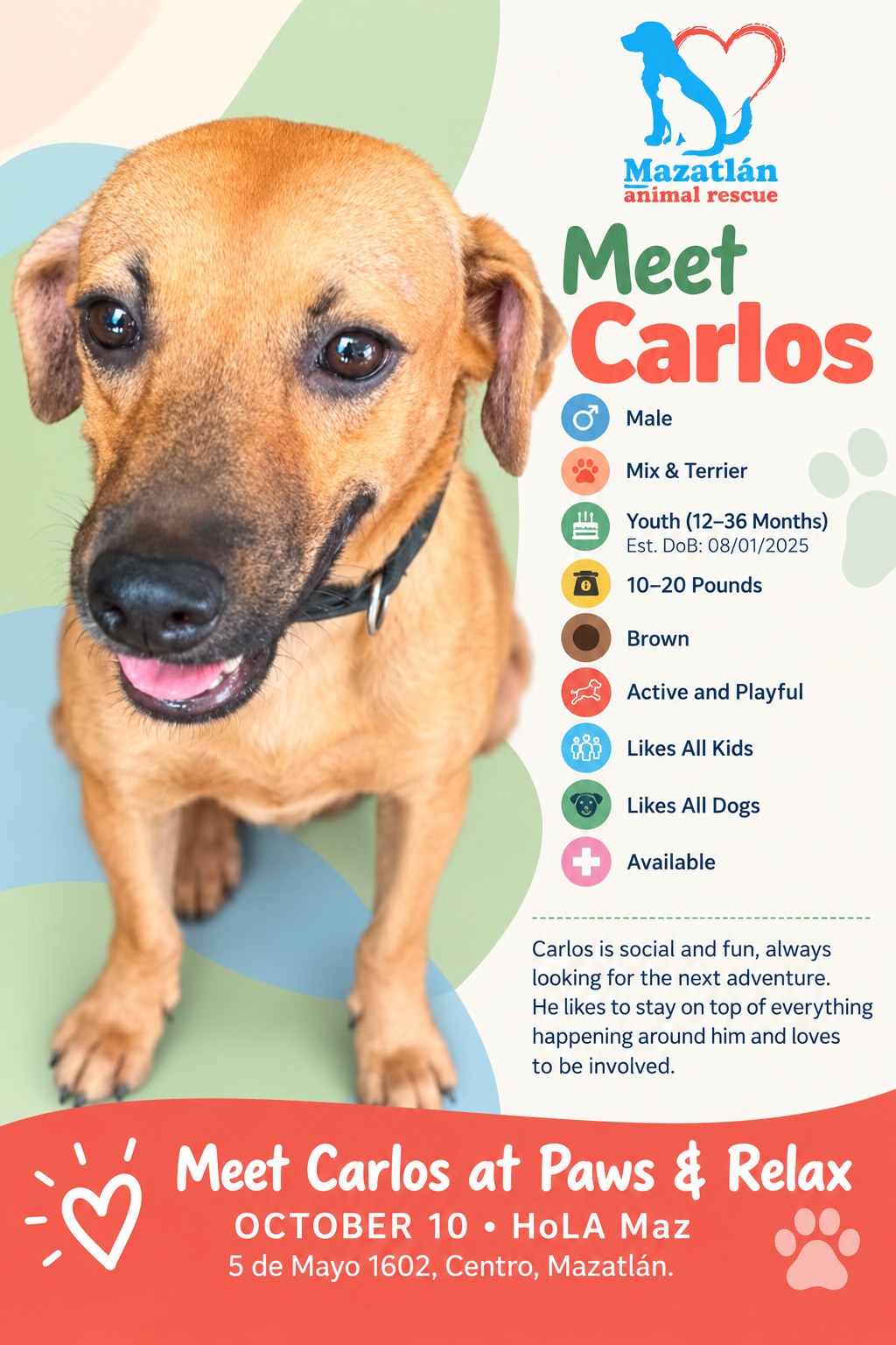 Carlos, an adoptable pet from Mazatlan Animal Rescue