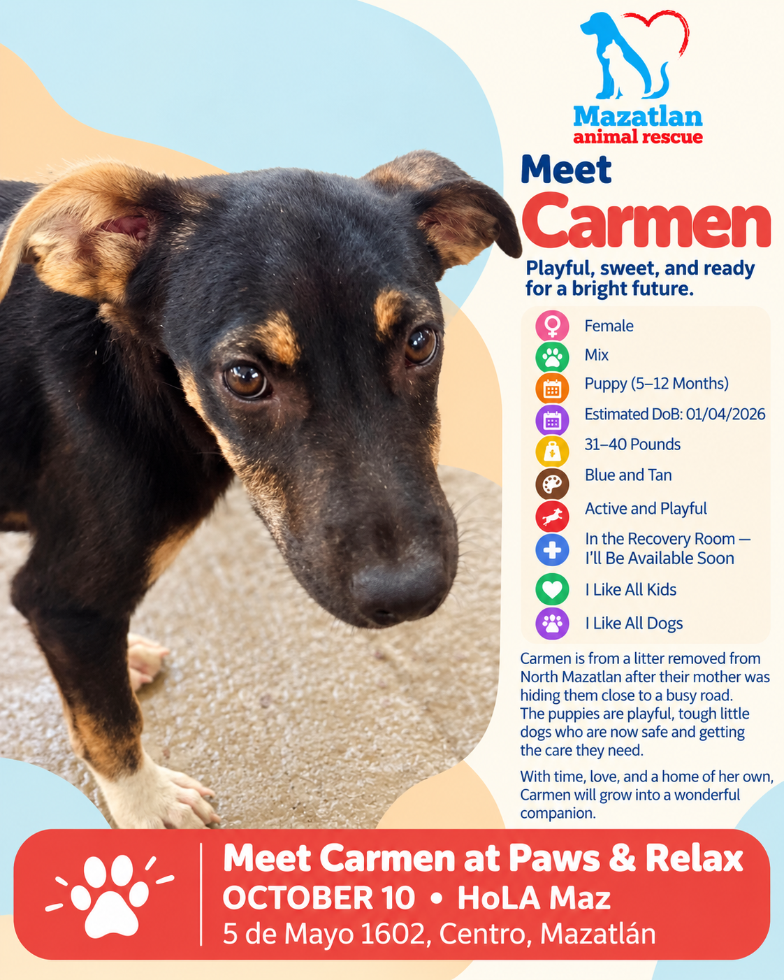 Carmen, an adoptable pet from Mazatlan Animal Rescue