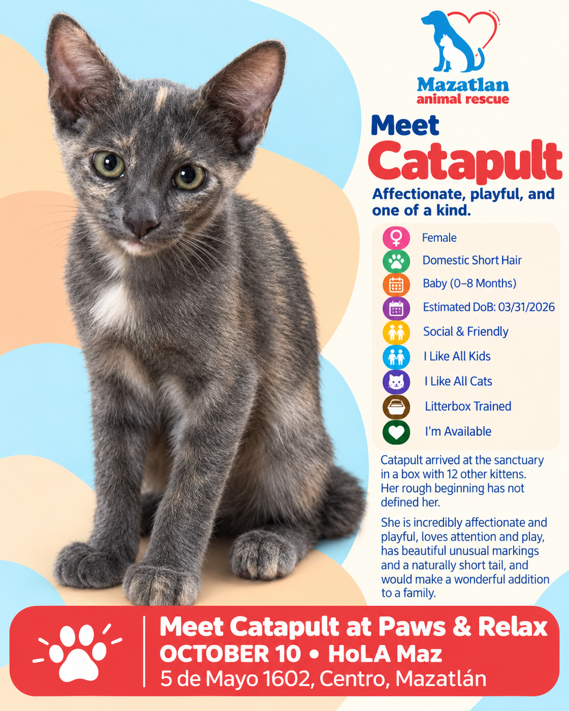 Catapult, an adoptable pet from Mazatlan Animal Rescue