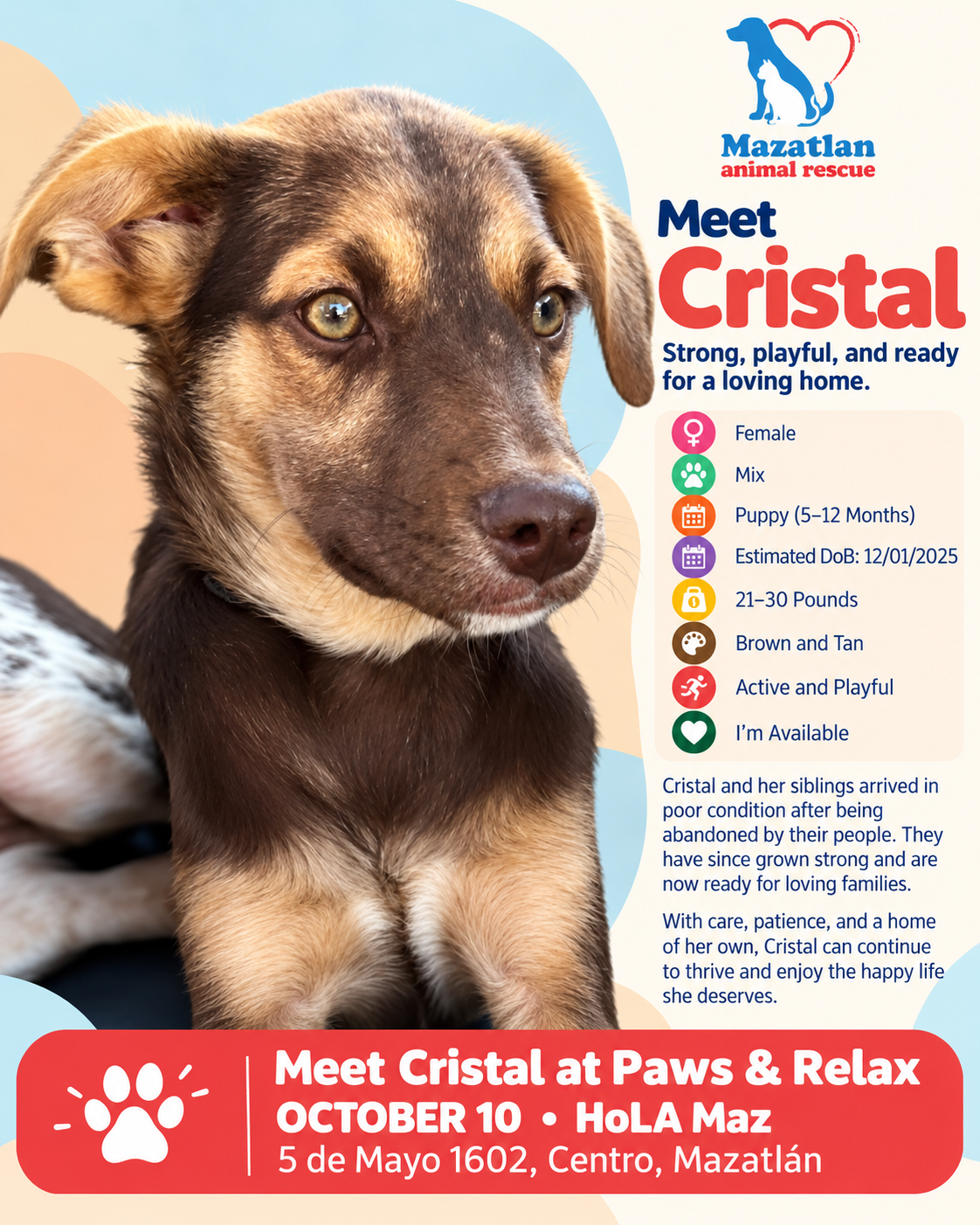 Cristal, an adoptable pet from Mazatlan Animal Rescue