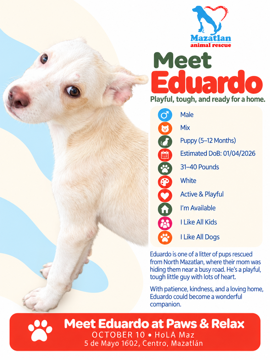 Eduardo, an adoptable pet from Mazatlan Animal Rescue
