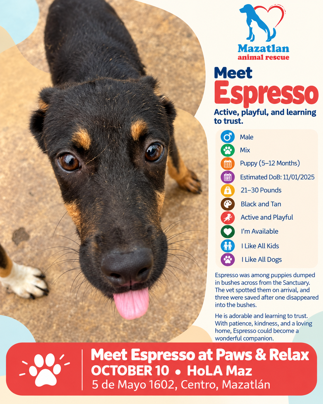 Espresso, an adoptable pet from Mazatlan Animal Rescue