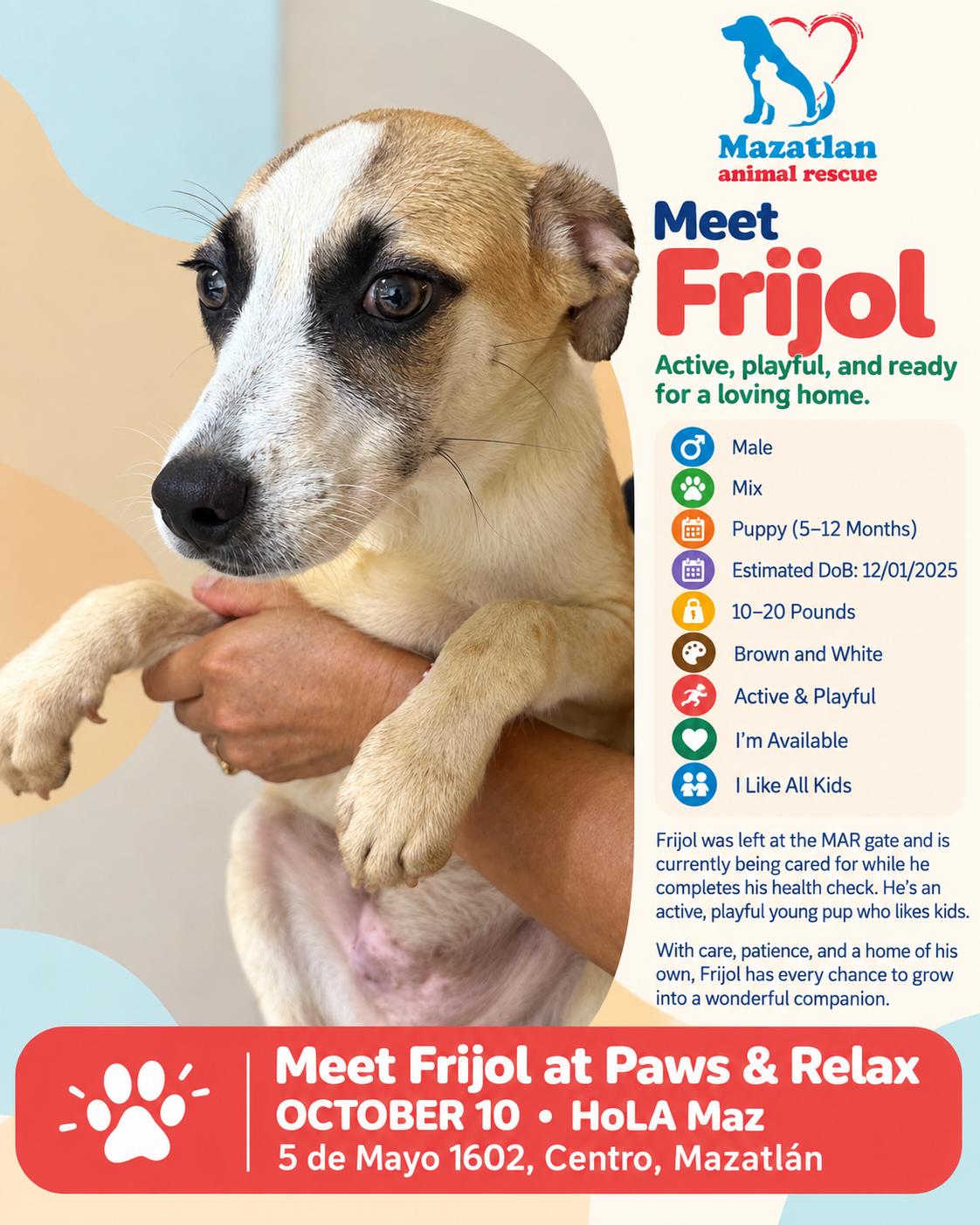 Frijol, an adoptable pet from Mazatlan Animal Rescue