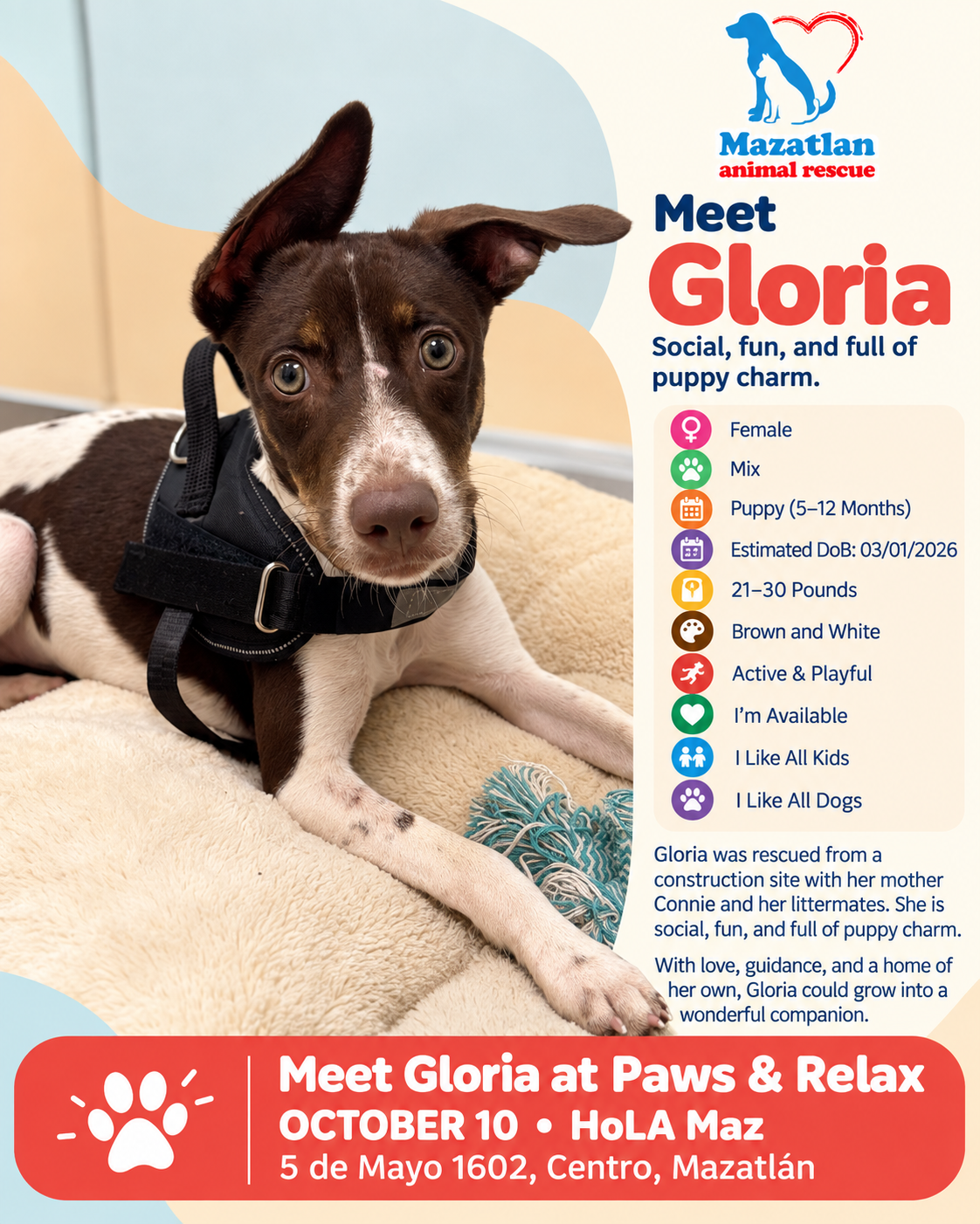 Gloria, an adoptable pet from Mazatlan Animal Rescue