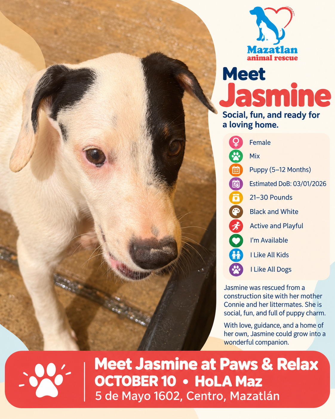 Jasmine, an adoptable pet from Mazatlan Animal Rescue