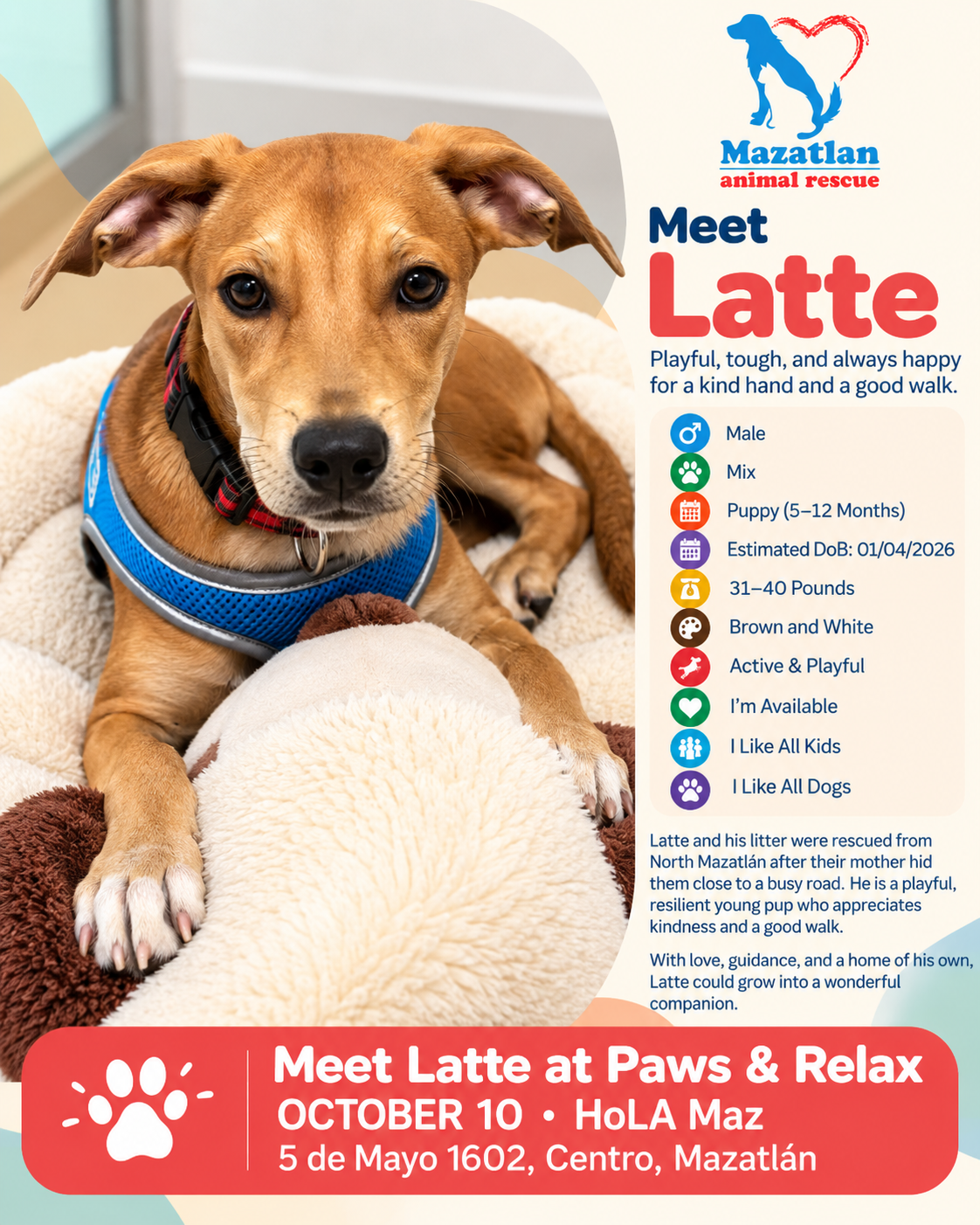 Latte, an adoptable pet from Mazatlan Animal Rescue