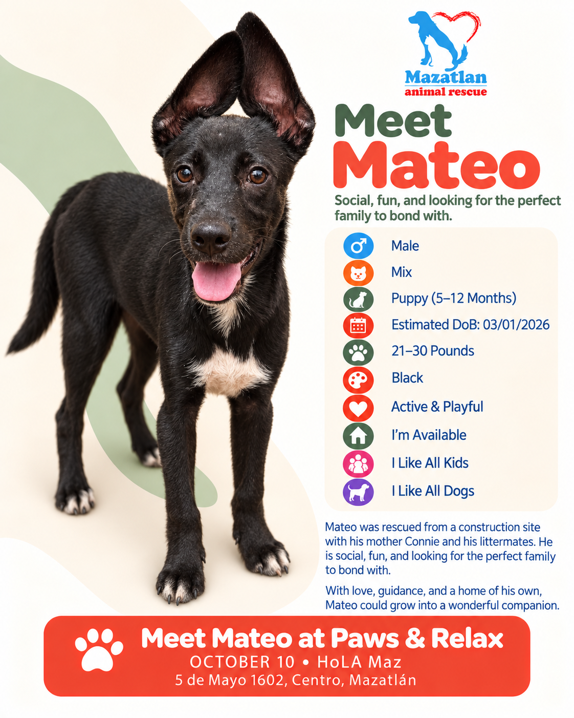 Mateo, an adoptable pet from Mazatlan Animal Rescue