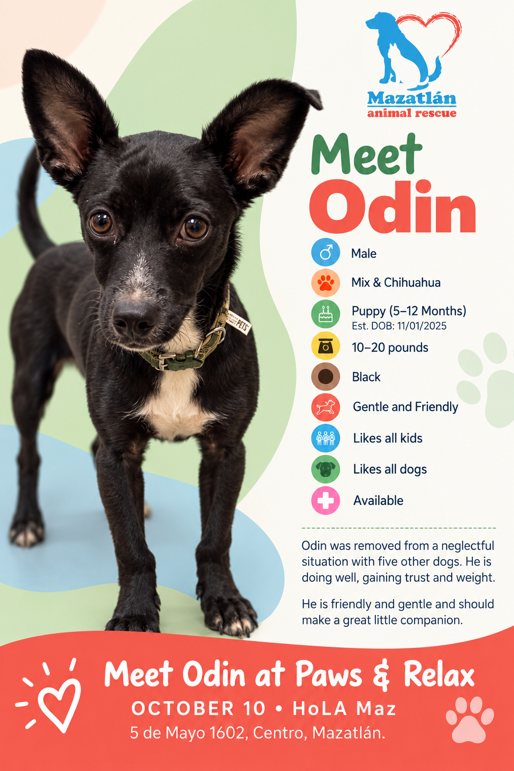 Odin, an adoptable pet from Mazatlan Animal Rescue