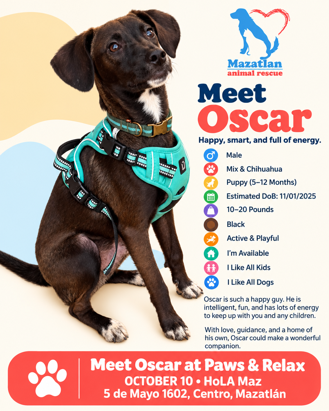 Oscar, an adoptable pet from Mazatlan Animal Rescue