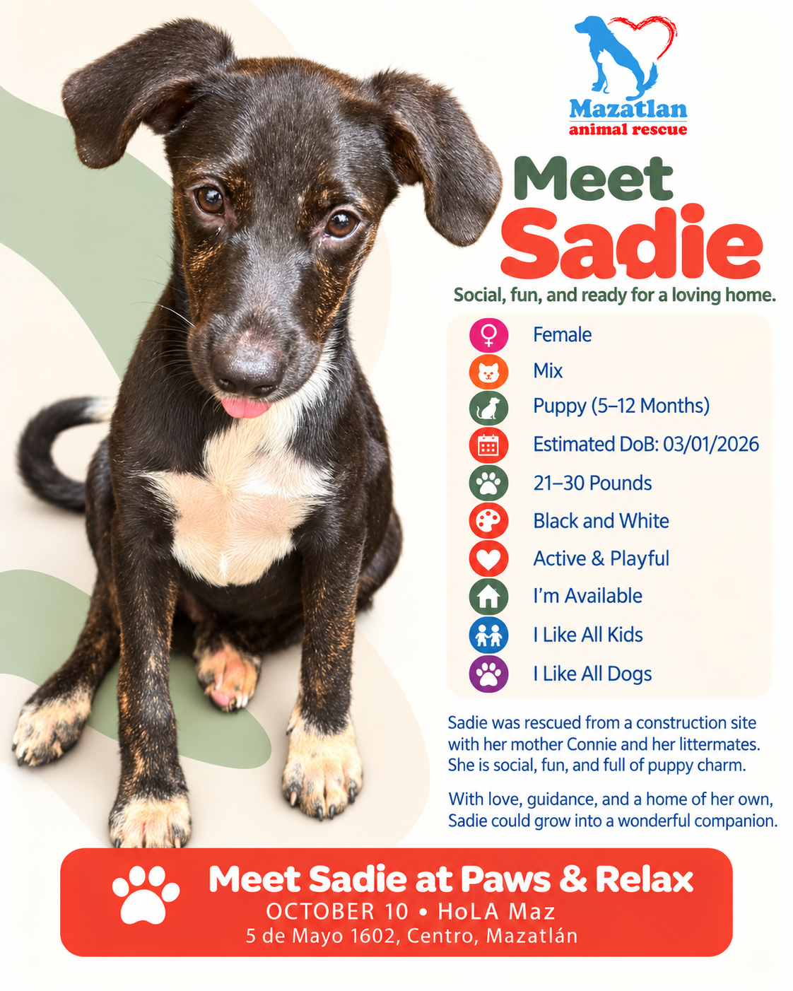 Sadie, an adoptable pet from Mazatlan Animal Rescue