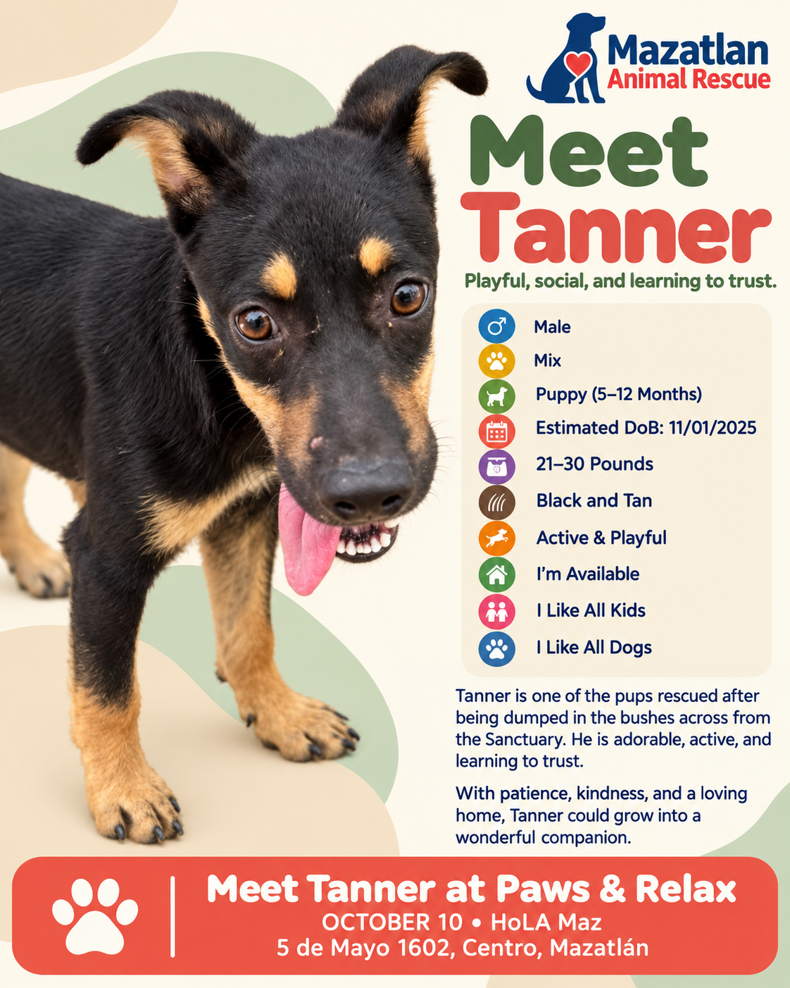 Tanner, an adoptable pet from Mazatlan Animal Rescue