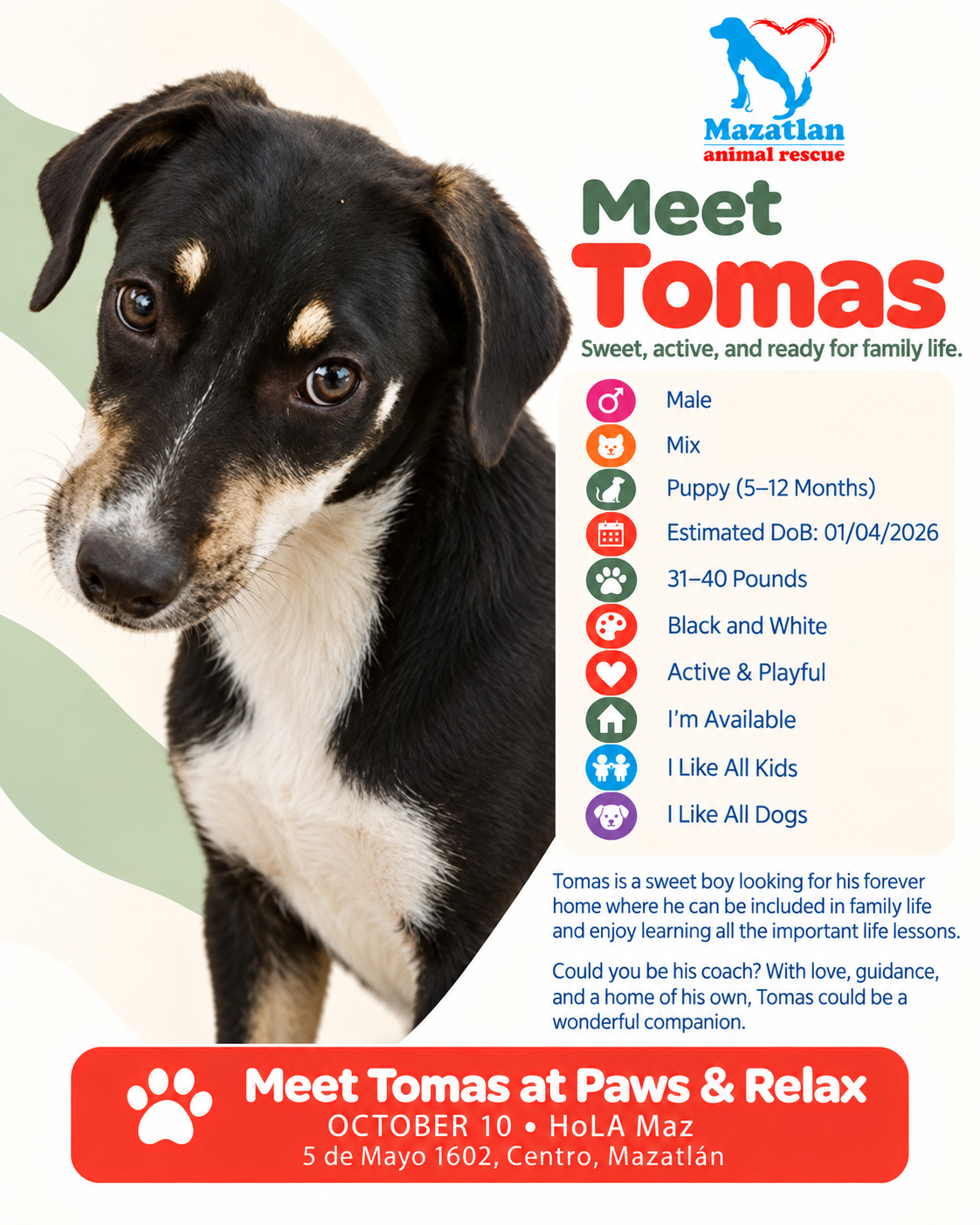 Tomas, an adoptable pet from Mazatlan Animal Rescue