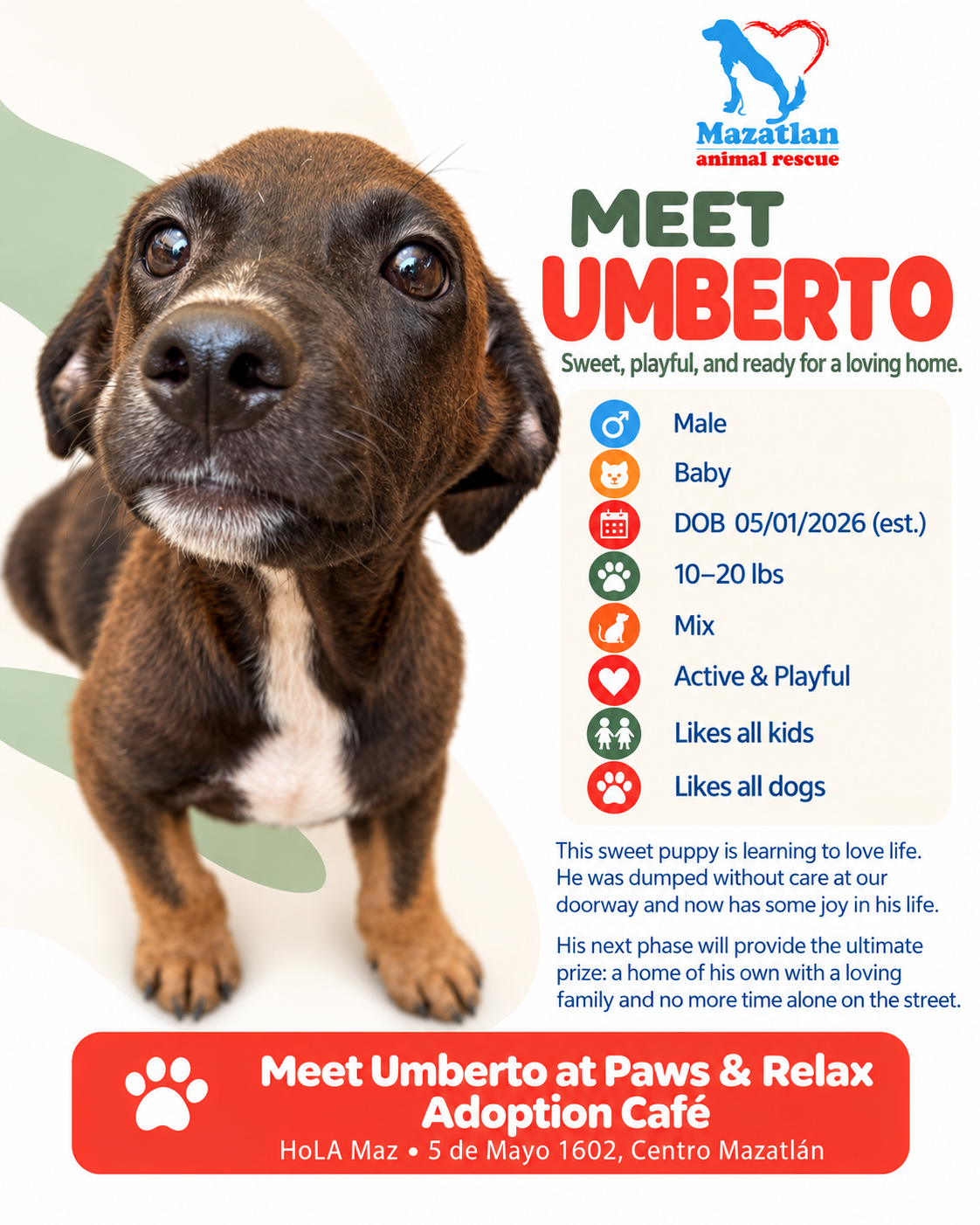 Umberto, an adoptable pet from Mazatlan Animal Rescue