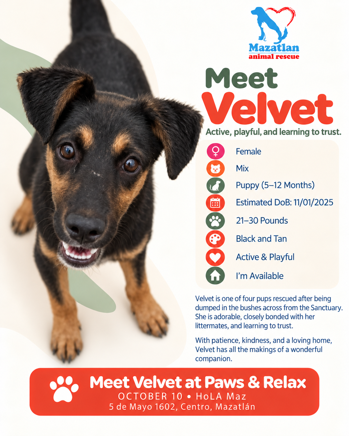 Velvet, an adoptable pet from Mazatlan Animal Rescue