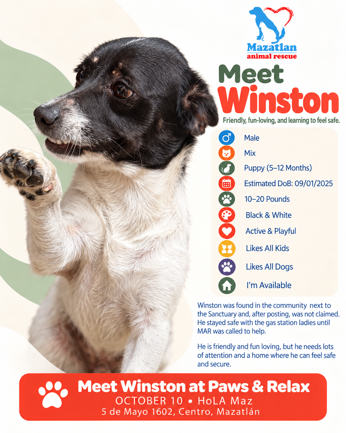 Winston, an adoptable pet from Mazatlan Animal Rescue